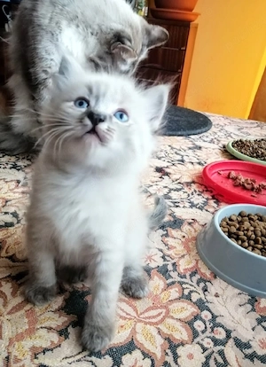 Puiuți Ragdoll linx point 