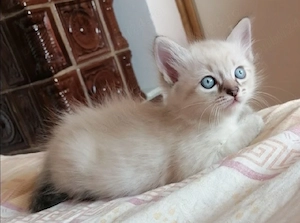 Puiuți Ragdoll linx point 
