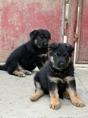 Catei ciobanesc german