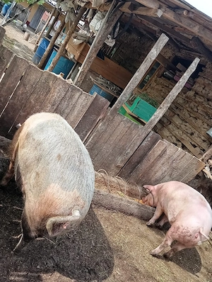 vand porc in loc. Cosereni jud Ialomita  - imagine 2