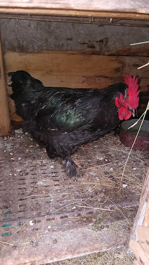 vănd 8+2 găini  de rasă metizuri 