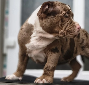 American Bully Pocket 
