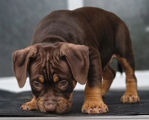 American bully pocket