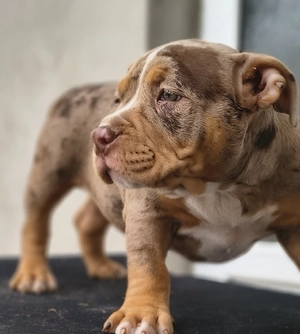American bully pocket