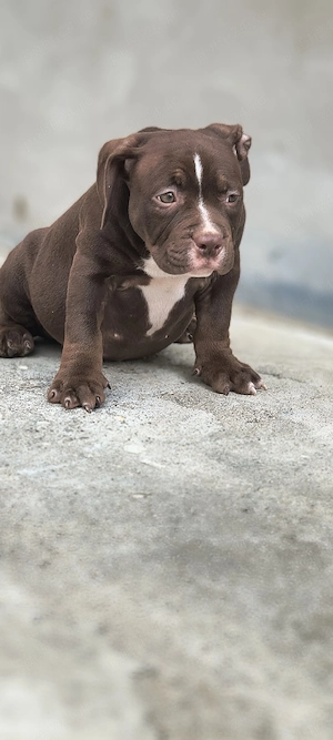 American bully pocket - imagine 5