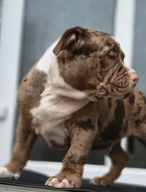American bully pocket - imagine 3