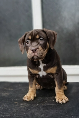 American bully pocket - imagine 4