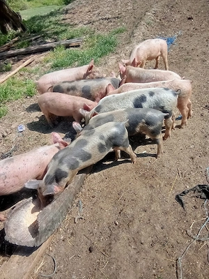 vând purcei de 7 săptămâni 