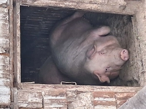 Vand porci de scarificat  - imagine 2