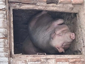 Vand porci de scarificat 