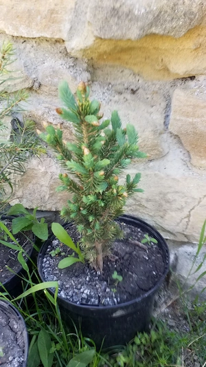 Puieti Brad Argintiu,Albastru  la Vas (Picea pungens Glauca Super Blue )