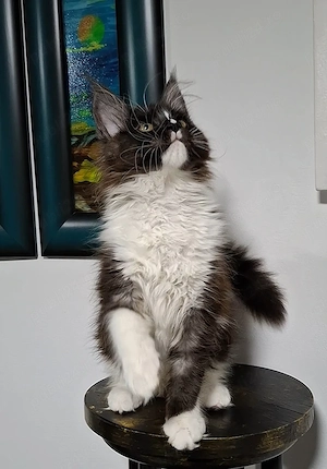 Maine Coon pisicuti cu Pedigree WCF-Magnificats-Felisa Timisoara - imagine 2