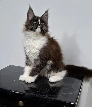 Maine Coon pisicuti cu Pedigree WCF-Magnificats-Felisa Timisoara - imagine 4