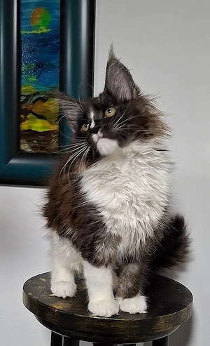 Maine Coon pisicuti cu Pedigree WCF-Magnificats-Felisa Timisoara - imagine 3
