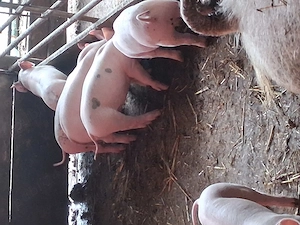 Purcei de vînzare  landrace cu pitrean
