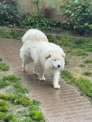 Mascul Samoyed 