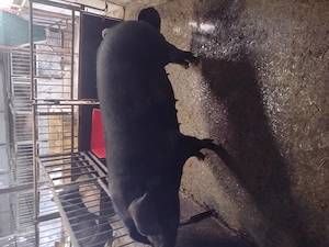 Scroafa duroc