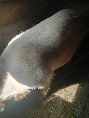 vand porc mare