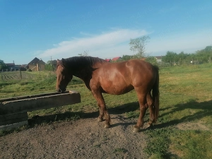 De vânzare mânză de 4 ani foarte blanda 