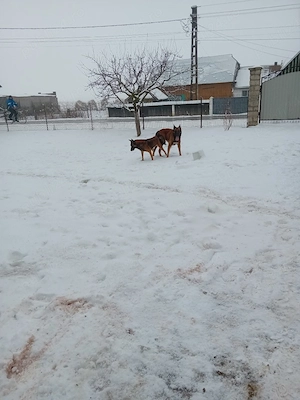 ciobănesc belgian malinois 