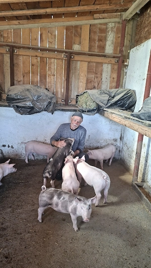 Porci și purcei 