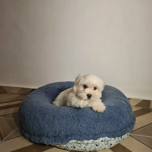 Bichon Maltese baietel - imagine 3