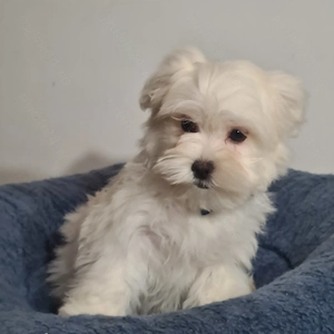 Bichon Maltese baietel - imagine 2