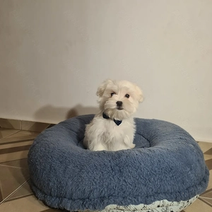 Bichon Maltese baietel - imagine 4