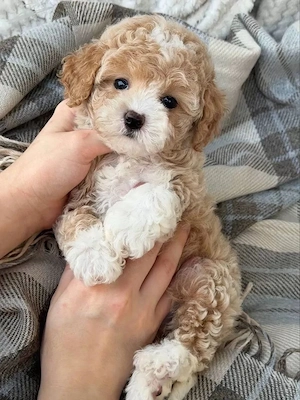 catei de maltipoo toy - imagine 2