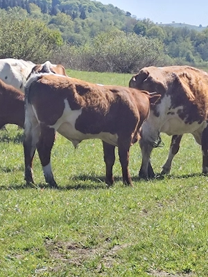 Vand tăuraș 