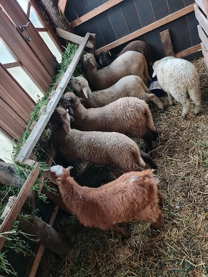 Vând un porc și 5 mieluți - imagine 2