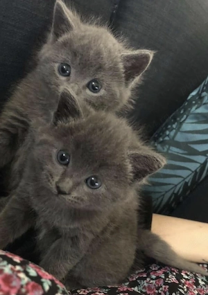British Shorthair 