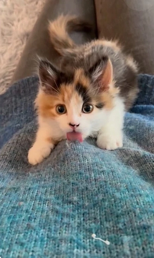 Puiut Calico 