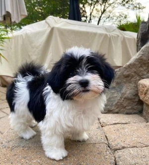 Bichon havanez