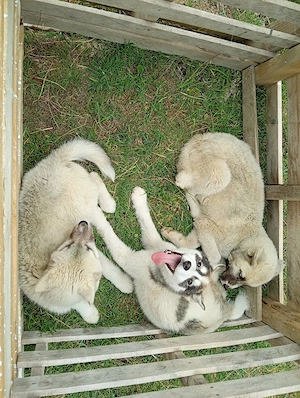 caței huski  cu akita american .Mama akita american cu huski.Tatal huski rasa pura cu huski