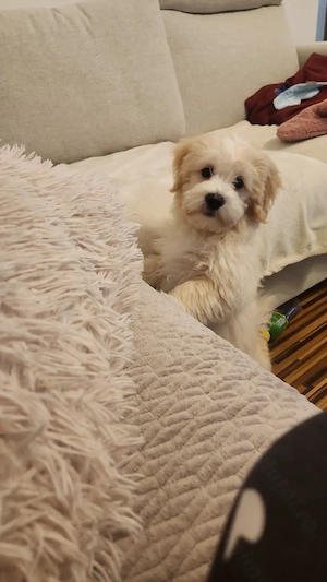 Bichon Maltez 3 luni