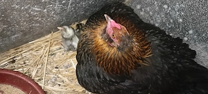 Cloșcă pitică cu 9 pui din ouă mari verzi (fără colesterol) 