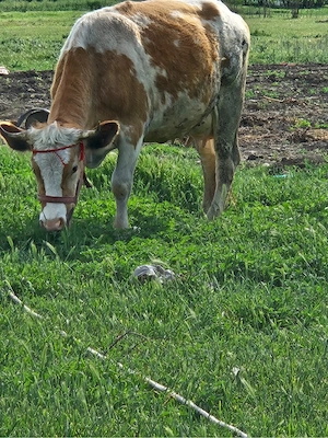 vaca cu lapte  - imagine 2