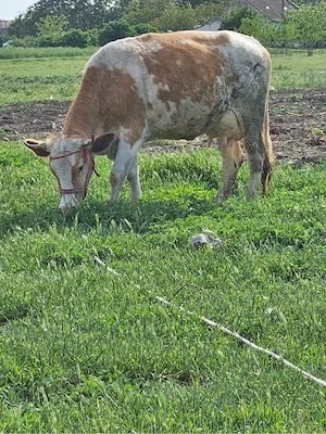 vaca cu lapte 