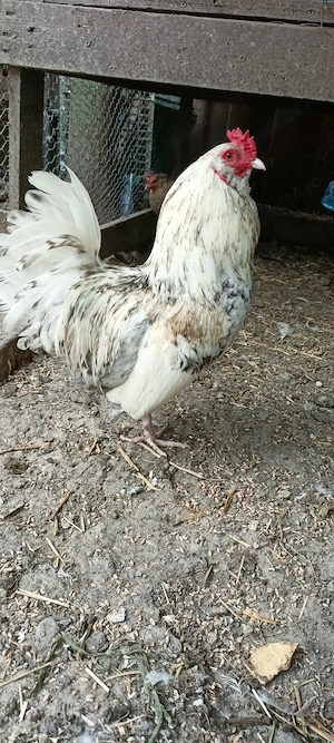 Cocoș Ameraucana pitic.