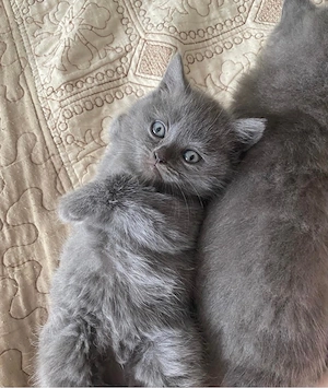  british shorthair puiuti