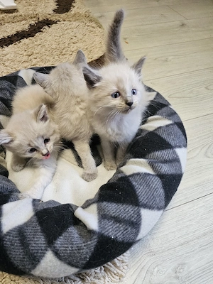 vînd pui de pisică birmanez au 6 săptămîni sunt foarte cuminți  - imagine 2