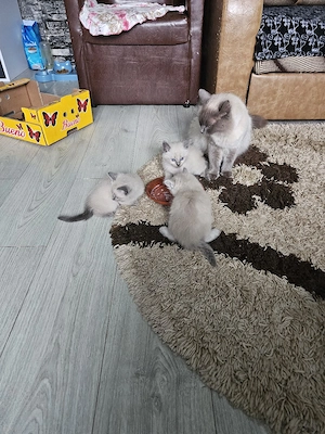 vînd pui de pisică birmanez au 6 săptămîni sunt foarte cuminți  - imagine 3