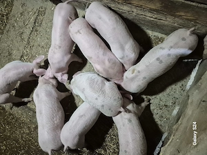 Purcei petrain cu landrace 