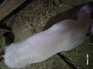 Porc 45  kg