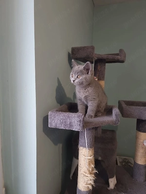 Motănel british shorthair  - imagine 2