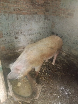 Porc 100 kg - imagine 4