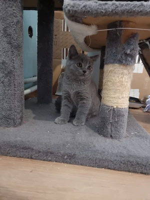 Motănel british shorthair 