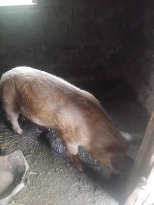 Porc 100 kg