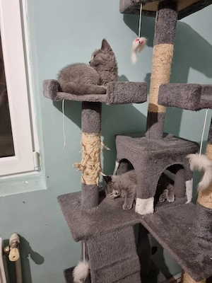 Motănel british shorthair  - imagine 4